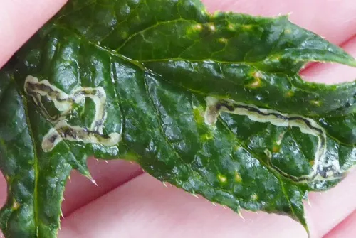 Phytomyza bipunctata - photo 2