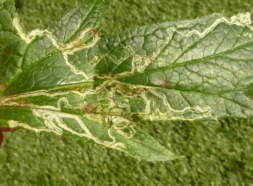 Phytomyza bipunctata - photo 6