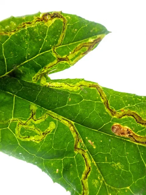 Phytomyza bipunctata - photo 8