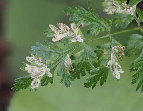 Phytomyza chaerophylli - photo 2