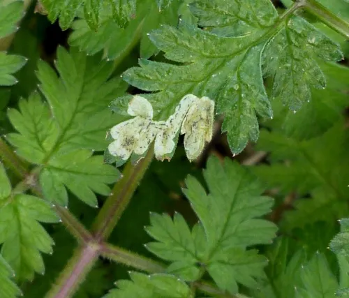 Phytomyza chaerophylli - photo 3