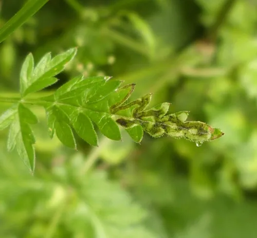 Phytomyza chaerophylli - photo 4
