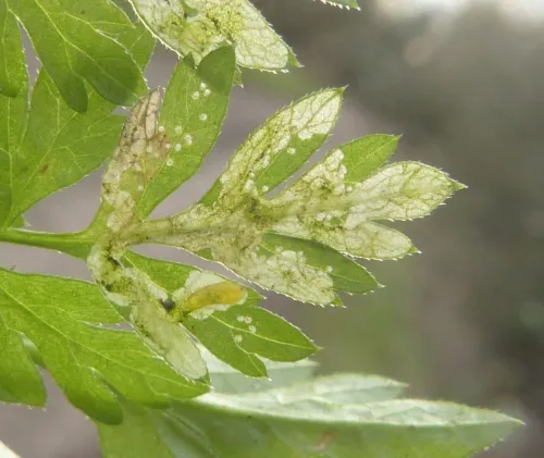 Phytomyza chaerophylli - photo 5