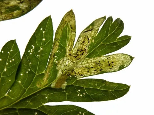 Phytomyza chaerophylli - photo 6