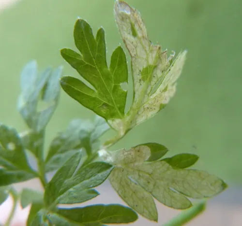 Phytomyza chaerophylli - photo 7