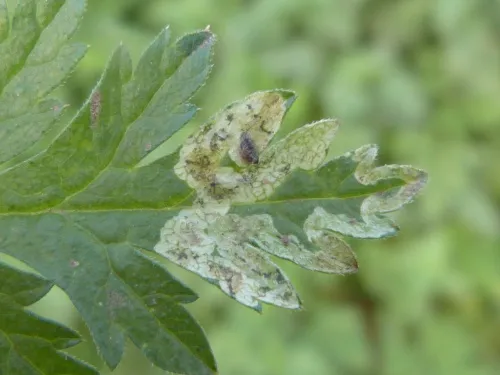 Phytomyza chaerophylli - photo 8