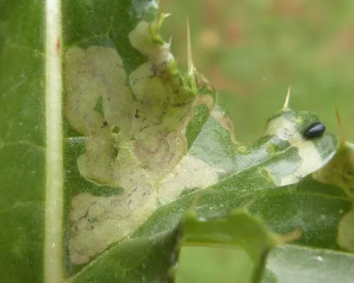 Phytomyza cirsii - photo 2