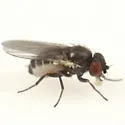 Phytomyza confusa