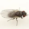 Phytomyza confusa - photo 2