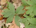 Phytomyza confusa - photo 3