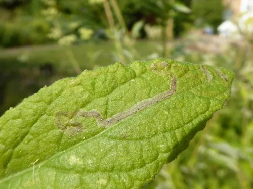 Phytomyza conyzae - photo 2