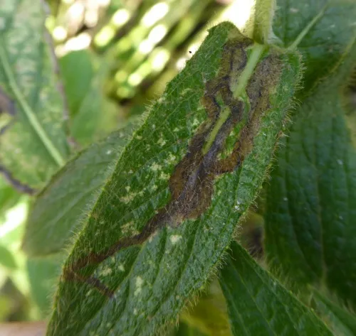 Phytomyza conyzae - photo 3