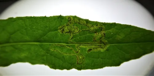 Phytomyza conyzae - photo 4