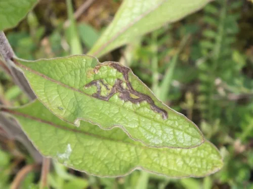Phytomyza conyzae - photo 5