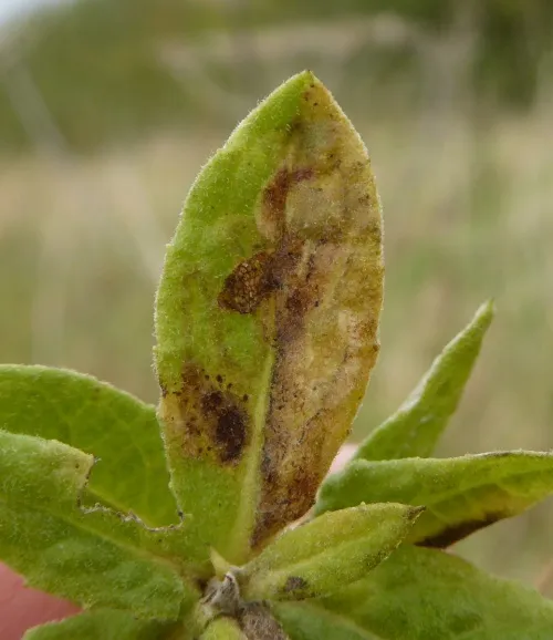 Phytomyza conyzae - photo 6