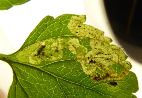 Phytomyza crassiseta - Phytomyza crassiseta
