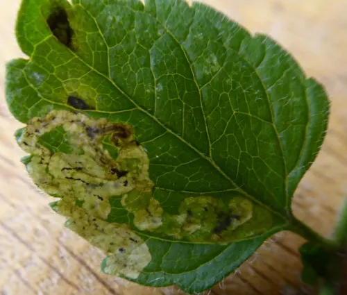 Phytomyza crassiseta - photo 2