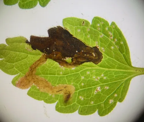 Phytomyza crassiseta - photo 3