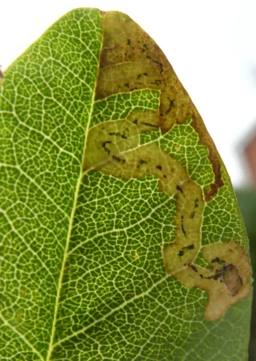 Phytomyza cytisi - Phytomyza cytisi