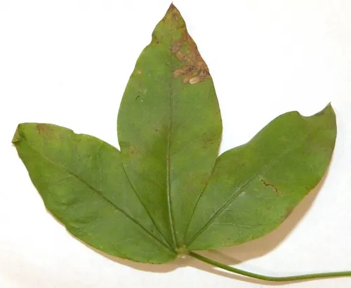 Phytomyza cytisi - photo 2