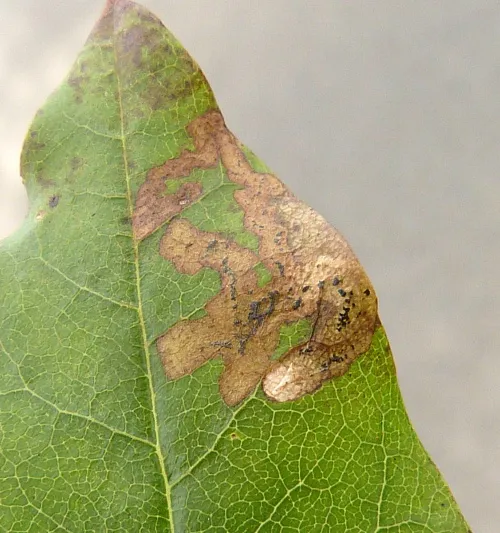 Phytomyza cytisi - photo 3