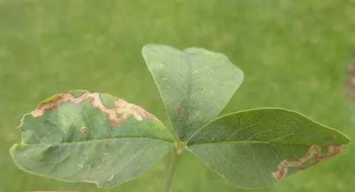 Phytomyza cytisi - photo 4