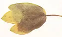 Phytomyza dasycarpi - photo 2