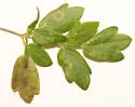 Phytomyza dasycarpi - photo 3