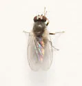 Phytomyza dasycarpi - photo 4