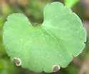 Phytomyza davisii
