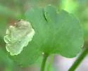 Phytomyza davisii - photo 2