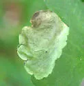 Phytomyza davisii - photo 3