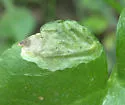 Phytomyza davisii - photo 5