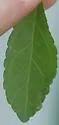 Phytomyza ditmani - photo 2