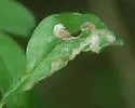 Phytomyza ditmani - photo 3
