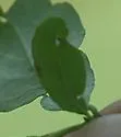 Phytomyza ditmani - photo 5