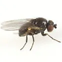 Phytomyza erigeronis