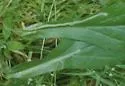 Phytomyza erigeronis - photo 3