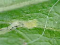 Phytomyza erigeronis - photo 4