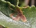 Phytomyza eriodictyi - photo 2