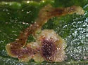 Phytomyza eriodictyi - photo 3