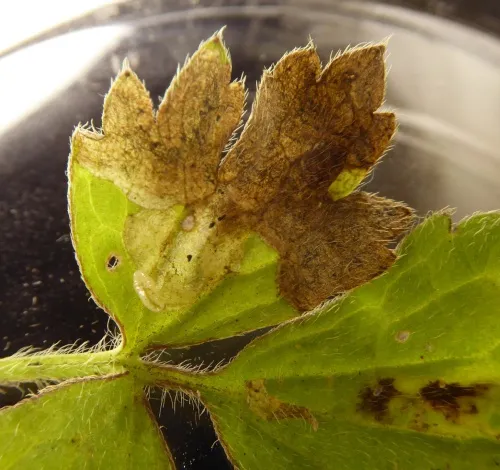 Phytomyza fallaciosa