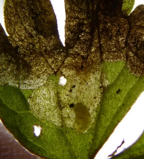 Phytomyza fallaciosa - photo 2