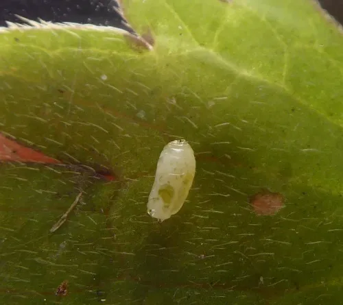 Phytomyza fallaciosa - photo 3