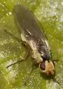 Phytomyza flavicornis - Phytomyza flavicornis