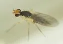 Phytomyza flavicornis - photo 2