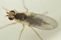 Phytomyza flavicornis - photo 3