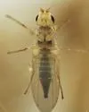 Phytomyza flavicornis - photo 4