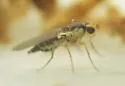 Phytomyza flavicornis - photo 5