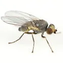 Phytomyza flavilonicera - Phytomyza flavilonicera